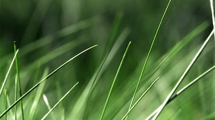 green grass close up photography